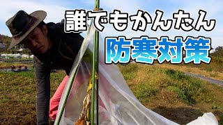 【カーメン君の畑】バナナを越冬させるための防寒対策します【バナナ】【防寒対策】【カーメン君】【園芸】【ガーデニング】【初心者】