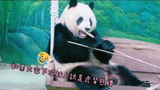 圓仔超級圓，吃東西總是縮成一球，模樣超可愛|熊貓貓熊The Giant Panda Yuan Yuan and Yuan Bao|台北市立動物園