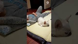 コロナワクチン2回目副反応！【フレンチブルドッグ】【French bulldog】#shorts