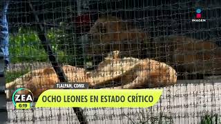 Reportan en estado crítico a ocho leones rescatados del santuario Black Jaguar-White Tiger | Zea