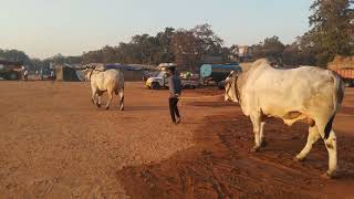 Seniors Bull race.వచ్చిన డాక్టర్ గురునాథ్ గారు.కోత్థకొట.కర్నూలు జిల్లా