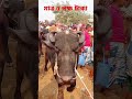 মাত্র ৫ লক্ষ টাকার বিশাল জোড়া মহিষ গরু গরুর_হাট foryou cow animals shorts cower viralvideo