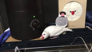 Playtube Pk Ultimate Video Sharing Website