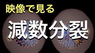 【生物】映像でみる減数分裂