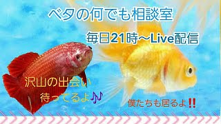 初めてのベタ応援番組♬【2021年7月22日】ベタの何でも相談室