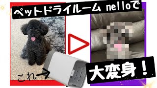 【愛犬うなぎ】ペットドライルーム nelloを使用してみたよ✨🌸