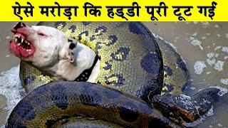 ANACONDA का हमला इतना खतरनाक क्यों होता हैWhy is the attack of anaconda so dangerous?Universal facts