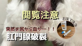 【肛門腺破裂】《閲覧注意》チワワ／突然お尻から血が！慌てて病院へ。