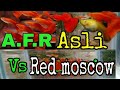 Pemula wajib tahu...perbedaan guppy albino full red dengan guppy full red (no albino)