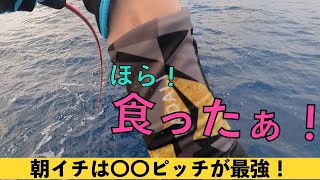 １投目でカンパチが反応しやすいのはスロージギング？ハイピッチ？最後に巨大マハタも浮上！【小笠原諸島　母島】Slow pitch Deep Jigging