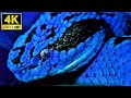 4k Snake Video Ultra hd