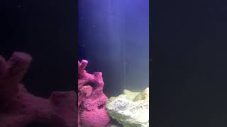 Awesome 220 gallon saltwater tank (Broom tail wrasse) Groupers and more