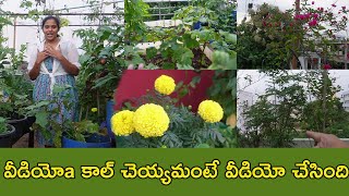 కొంచెం బాధ కొంచెం సంతోషం | మిద్దె తోట మొత్తం నాతోపాటు మీకోసం | #terracegarden | #tth | #garden | TTH