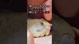 母インコちゃんのストレスは卵にも影響します　 #セキセイインコ #コザクラインコ #可愛いですねぇ #インコ