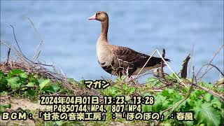 マガン：2024年04月01日動画撮影。