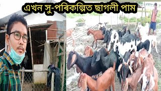 এখন সু-পৰিকল্পিত ছাগলী পাম | goat farm in Assam