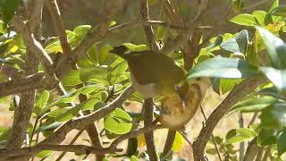 三毛猫ミミ日記〜青空が広がり、囀りが聞こえ、野鳥観察ができましたにゃん♪ ２０２５年２月１１日