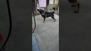 シェパード犬　爆音にも応戦する度胸#番犬#大型犬#訓練