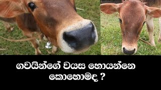 ගවයින්ගේ වයස හොයන්නෙ මෙහෙමයි ❤️ | how to cheak age of the cows | @SL_Animals_Tv