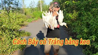 Cách bẫy cò trắng bằng keo hiệu quả