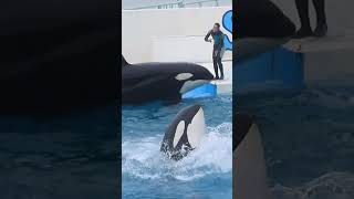 ラビーの前でクルクル～「ルーナ」 #Shorts #鴨川シーワールド #シャチ #kamogawaseaworld #orca #killerwhale