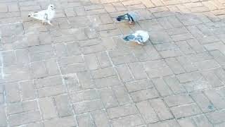 Jealous Pigeon!