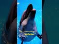 Dolphin Facts Human Like 🐬 Feeling #trending #animals #facts #dolphin #trending #shorts