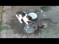 КОШКА УЧИТ КОТЯТ ЛОВИТЬ КРЫС И МЫШЕЙ. pied piper cats teach kittens.