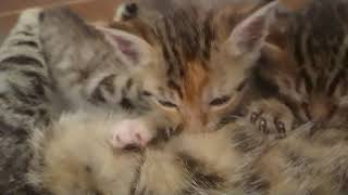 授乳中のふみふみ赤ちゃん猫がかわいい（第1弾） Breastfeeding cats