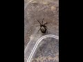 noble false widow spider steatoda nobilis female