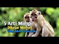 5 Arti Mimpi Dikejar Monyet yang Bikin Penasaran