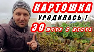 Получите рекордный УРОЖАЙ картофеля УНИКА и САРПО МИРА!