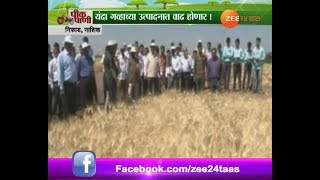 Peekpani | Nashik | Nifad | Increase In Wheat Production