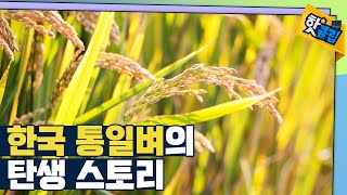 [핫클립] 한국 통일 벼의 탄생 / YTN 사이언스