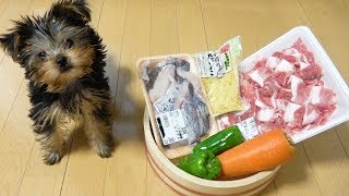 手づくり犬ごはん　初めての魚ごはんを夢中で食べる！！！