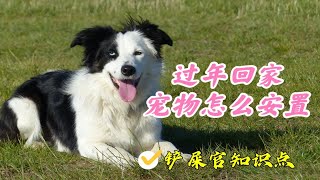 春节萌宠怎么办？过年回老家，宠物安排攻略