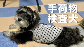 【生後４ヶ月子犬】帰宅後の荷物検査をする子犬シュナウザーまろ【ミニチュアシュナウザー子犬】