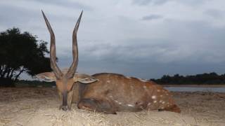 HUGE Zambia Bushbuck. Largest Bushbuck taken in Zambia!!!