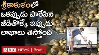 Srikakulam - Cashew Nut: ఒకప్పుడు పనికిరావని పడేసిన జీడిపిక్క తొక్కుతో ఆయిల్ తీస్తున్నారు BBC Telugu