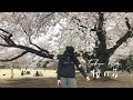 tokyo vlog | cherry blossoms in japan | shinjuku gyoen tokyo