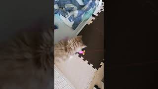 猫のおもちゃ #1 Playing with a cat toy