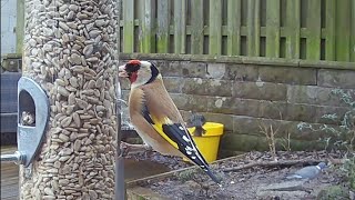 Goldfinch are the most colourful birds in my garden, just beautiful #birds