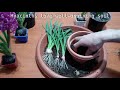 how to grow and care for hyacinths plant