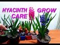 How to grow and care for Hyacinths plant