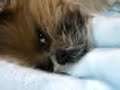 シーズー犬の寝言【携帯動画】