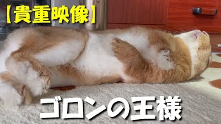 【貴重映像】狂ったようにゴロンしまくるウサギがこちらです　(No.362)