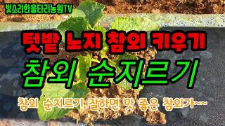 텃밭 노지 참외 키우기 / 참외 순지르기 / 참외 순지르기 잘하면 맛있는 참외가~~