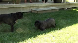 Pug's meeting for the first time