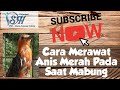 DSH - Cara Merawat Anis Merah Pada Saat Mabung