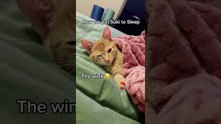 How to Put your Cat to Sleep at Night!😱🥹